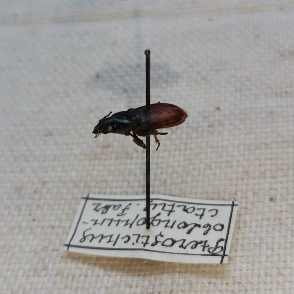 Птеростих ямчатоточечный (Pterostichus oblongopunctatus F.).