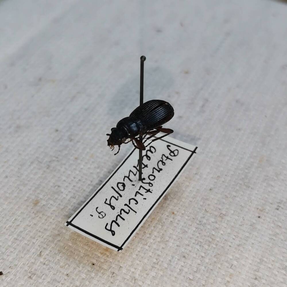 Жужелица (Pterostichus aethiops).