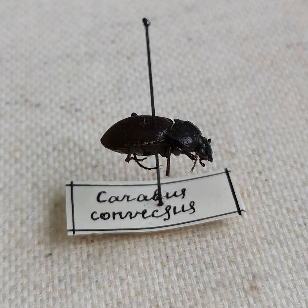 Жужелица (Carabus convexus).