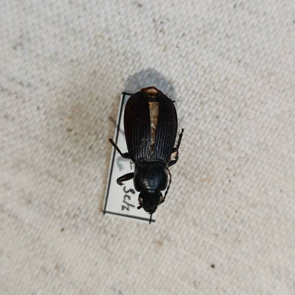 Жужелица (Птеростих) черная (Pterostichus niger).