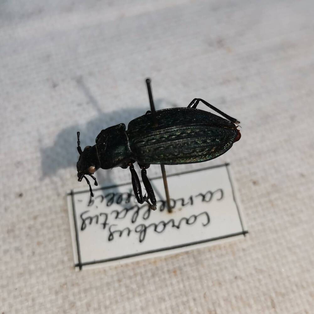 Жужелица решетчатая (Carabus cancellatus).