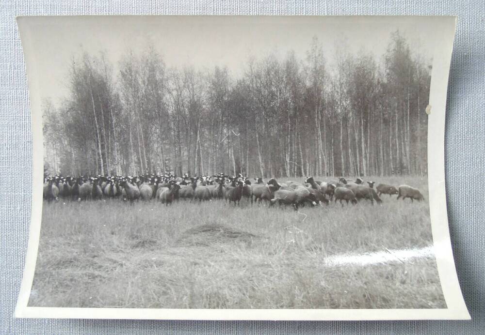 Фотография. Стадо овец романовской породы совхоза Заветы Ленина