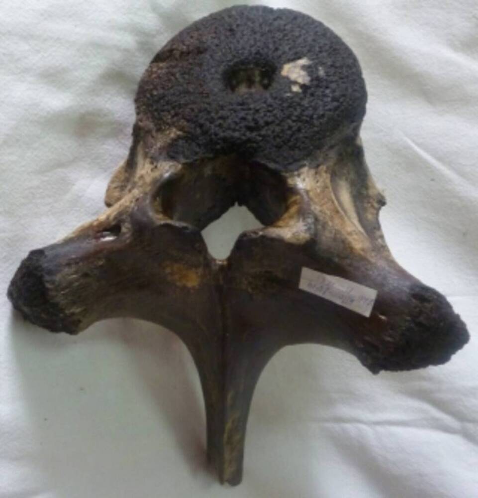 Позвоночная кость мамонта