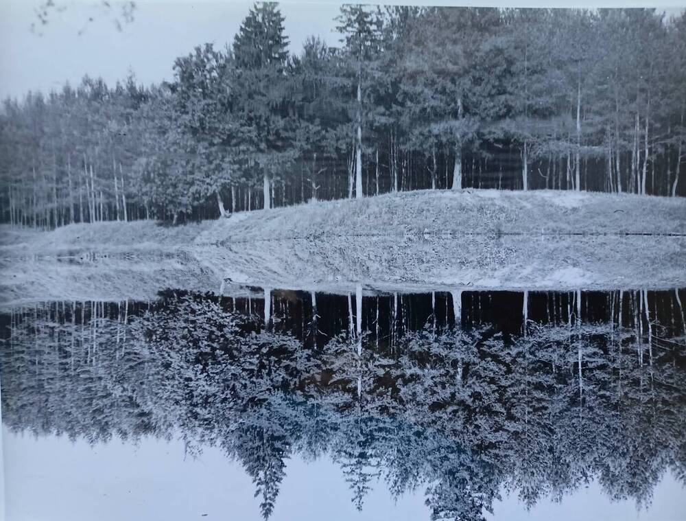 Фото. Сосновый лес на берегу искусственного озера близ г. Шумерля. Тархановское лесничество. Июль.