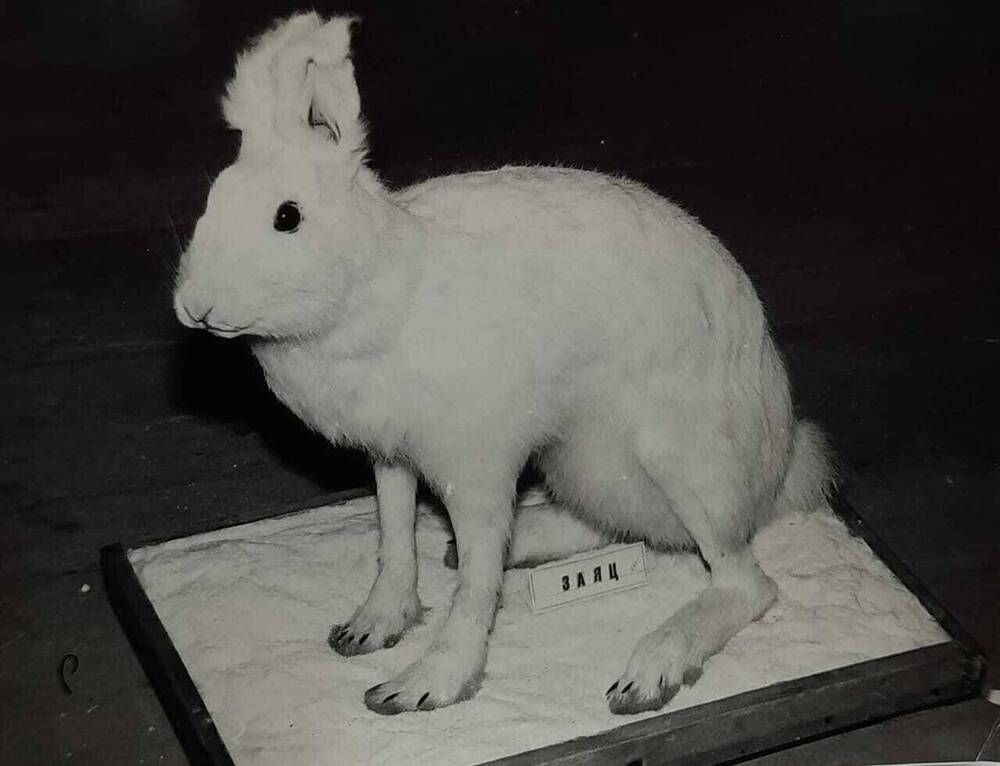 Фотография: Чучело зайца беляка 1979.г.