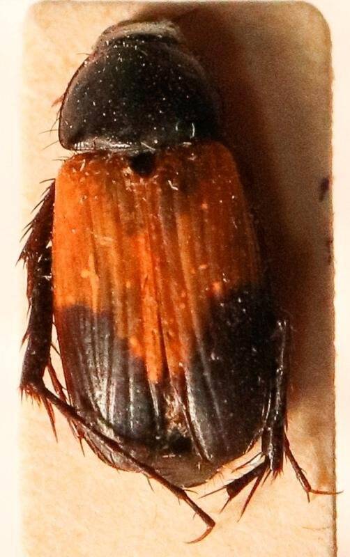 Жук Phyllotocus navicularis, из коллекции насекомых Сахарова