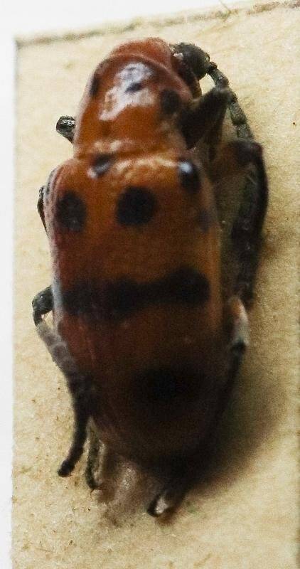 Трещалка двенадцатиточечная Crioceris duodecimpunctata, из коллекции насекомых Сахарова
