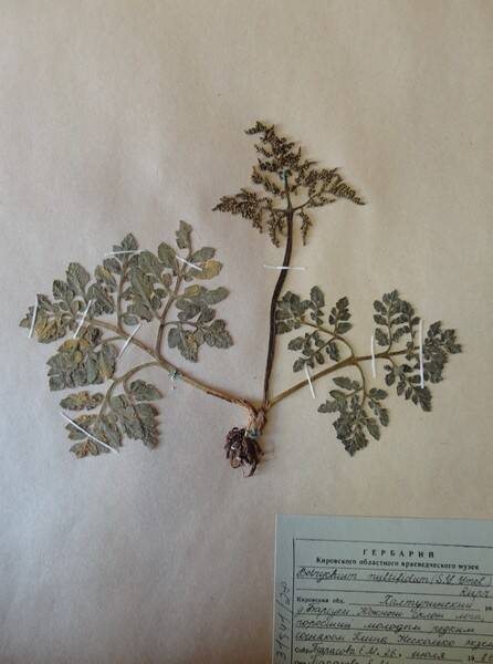 Гербарий. Botrychium multifidum. Из гербария сосудистых растений