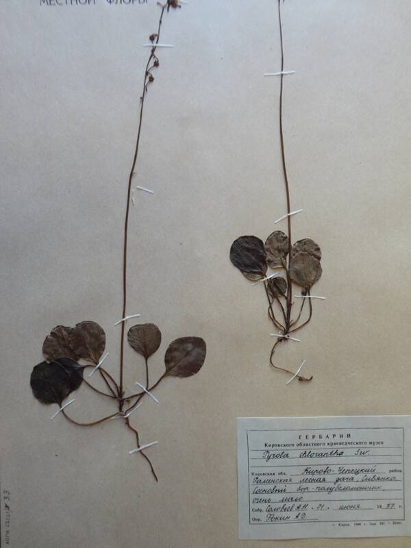 Гербарий. Рyrola chlorantha. Из гербария краеведческого музея