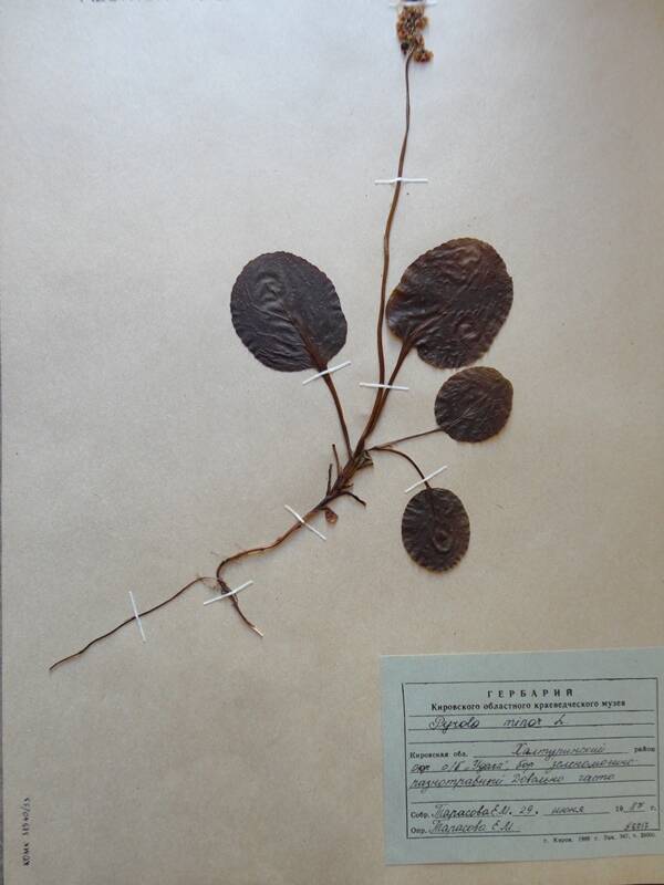 Гербарий. Pyrola minor. Из гербария сосудистых растений