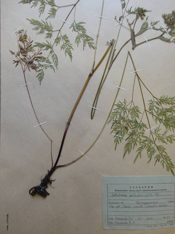 Гербарий. Сalestania palustris. Из гербария сосудистых растений