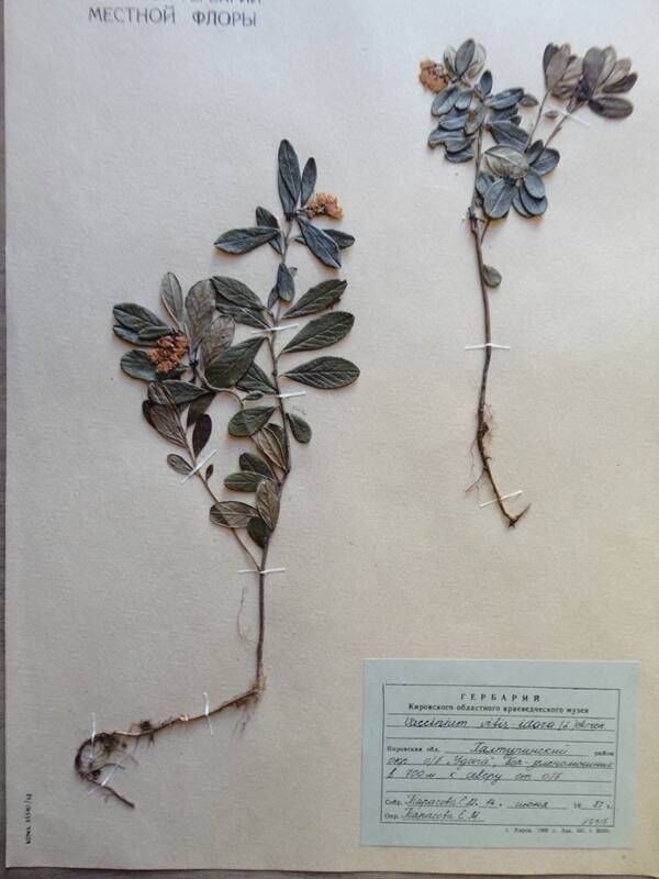 Гербарий. Vaccinium vitis-idaea. Из гербария сосудистых растений