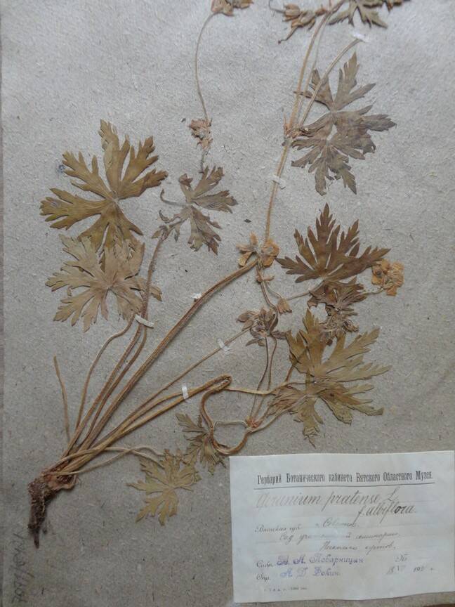 Гербарий. Geranium pratense. Из основного гербария местной флоры