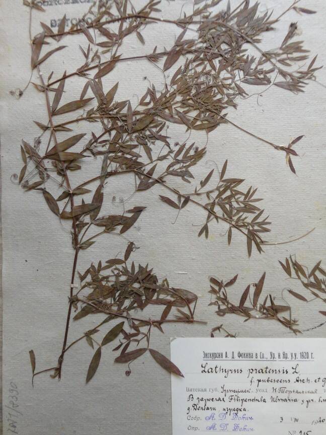 Гербарий. Lathyrus pratensis. Из основного гербария местной флоры
