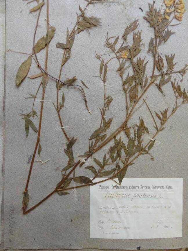 Гербарий. Lathyrus pratensis. Из основного гербария местной флоры