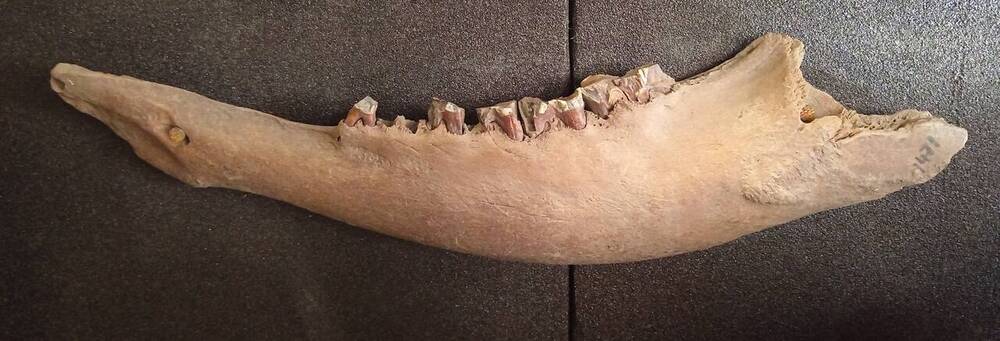 Левая сторона нижней челюсти ископаемого бизона с пятью зубами