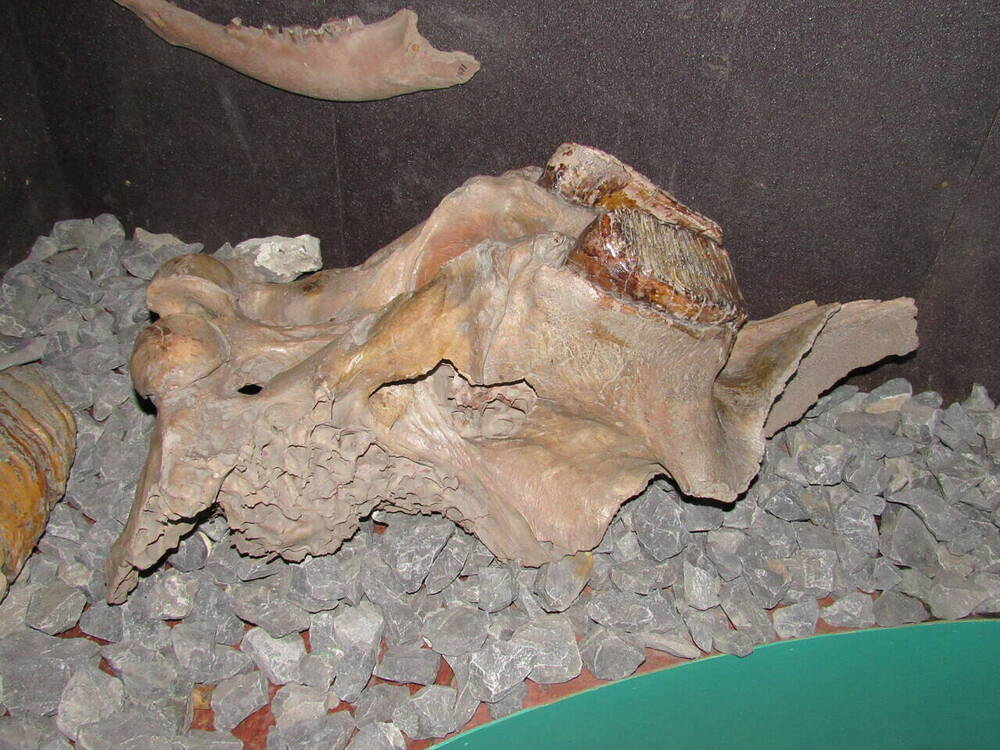 Череп мамонта (лобная часть с двумя зубами).