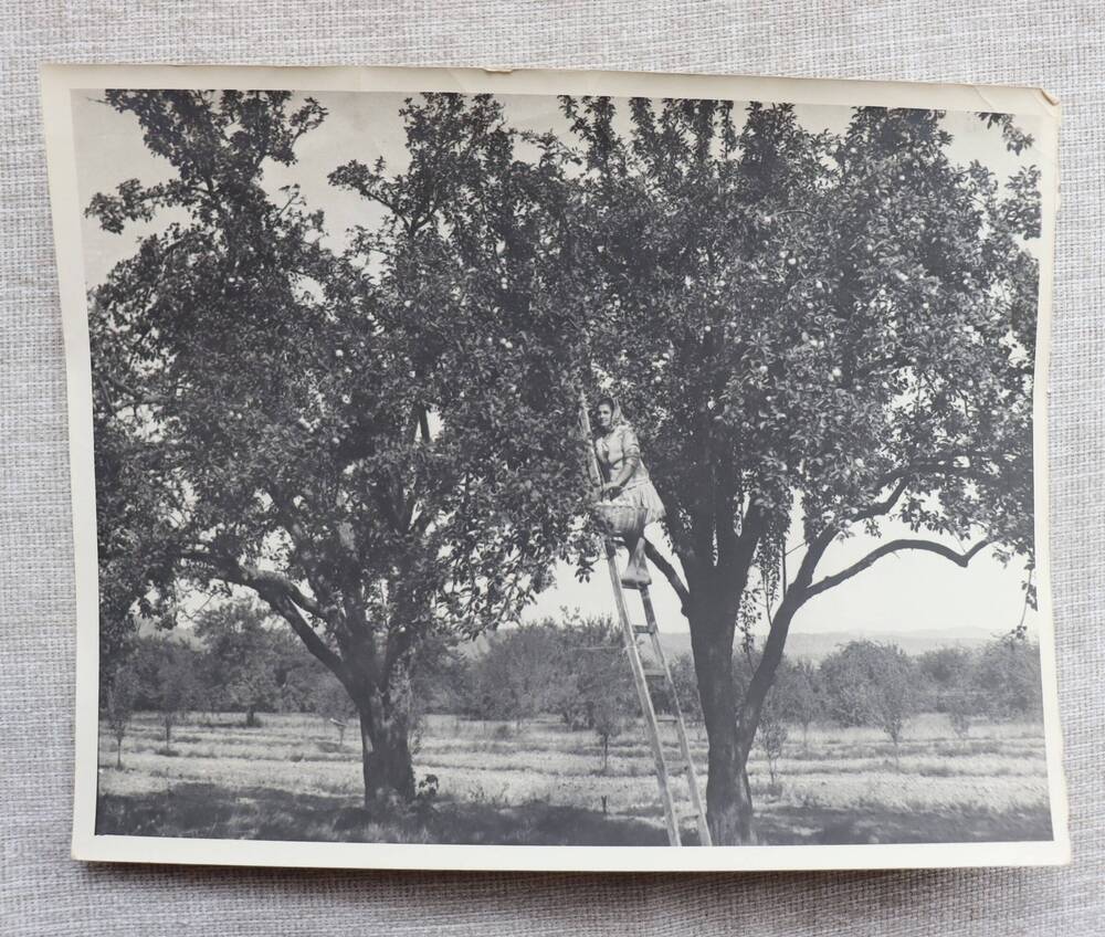 Фотография. Сбор яблок бригадой М. Сагарьяна, Джубгский совхоз №9, 1965г