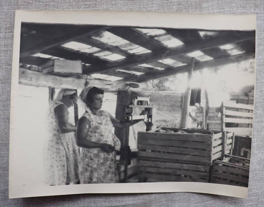 Фотография. Сбор яблок бригадой М. Сагарьяна, Джубгский совхоз №9, 1965г.