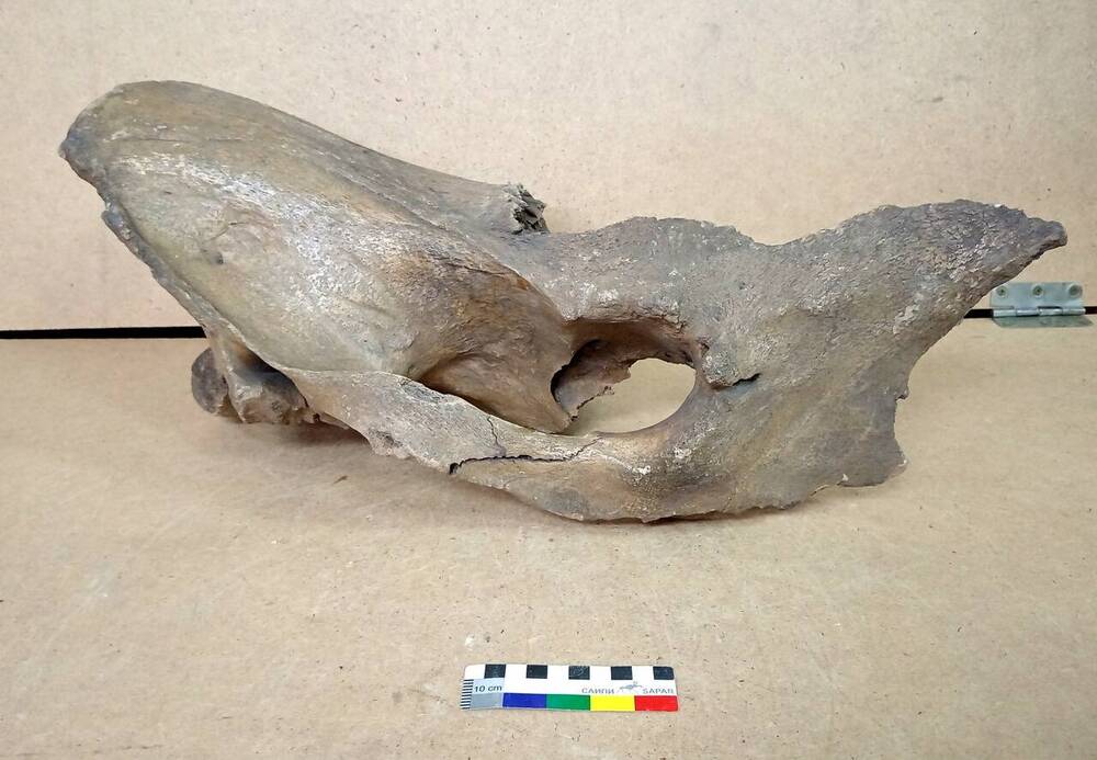 Часть черепа ископаемого носорога