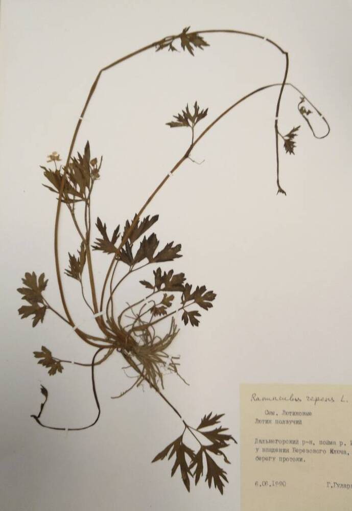 Гербарий Лютик ползучий (Ranunculus repens L.)