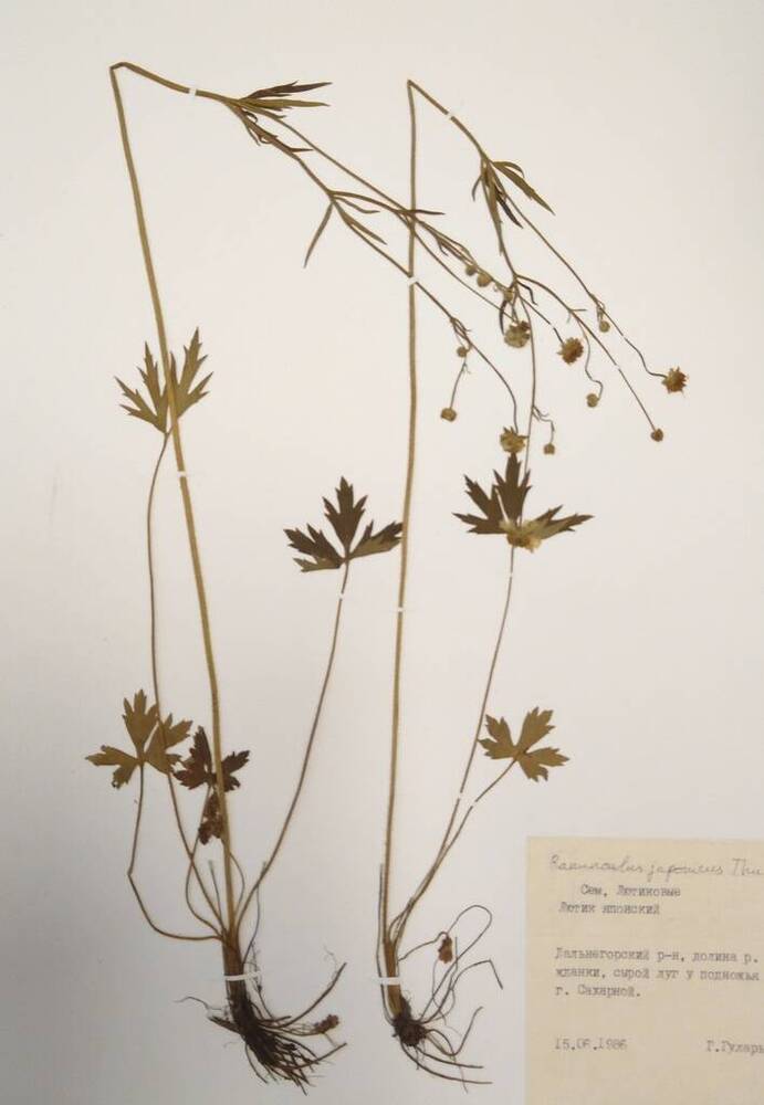 Гербарий Лютик японский (Ranunculus japonicus Thunb.)