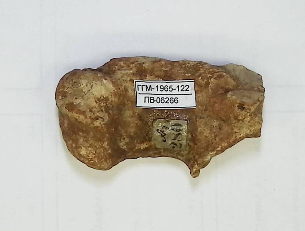 Anoplotherium latipes (Gervalis), фрагмент metacarpale II