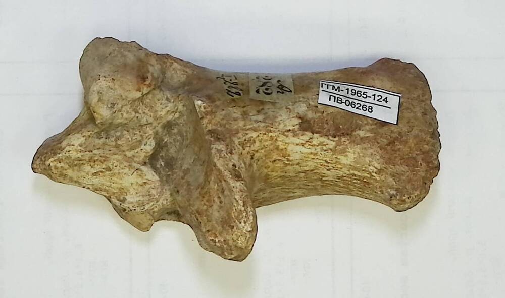 Anoplotherium latipes (Gervalis), пяточная кость