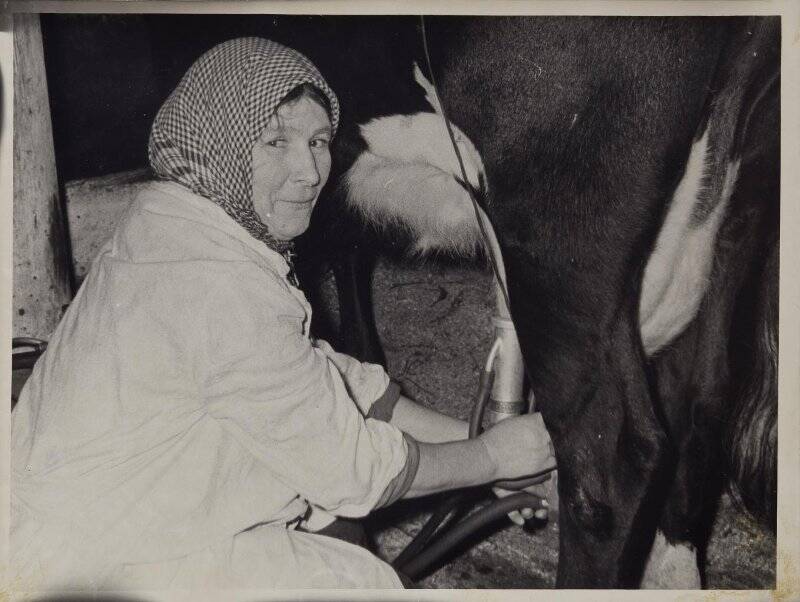 Фотография чёрно-белая из фоторепортажа. «Передовая ферма» (Усольская молочно-товарная ферма).