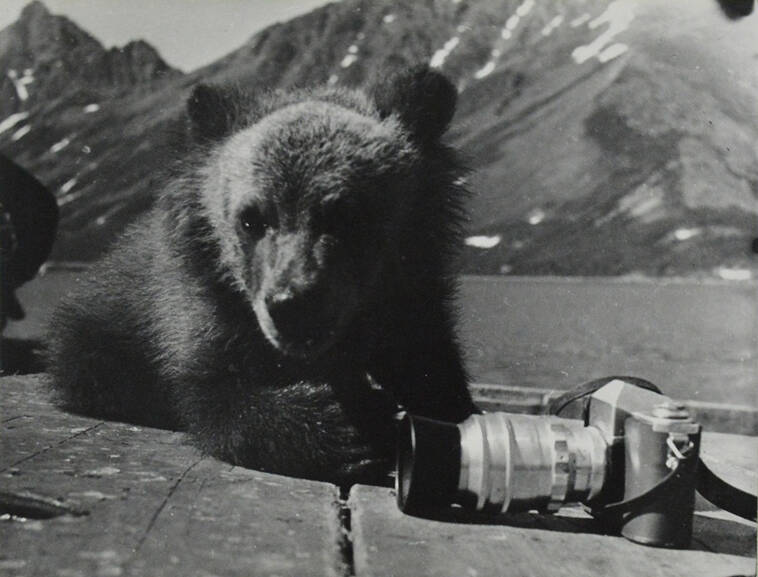 Фотография черно-белая  «Медвежонок с фотоаппаратом»  из фотоальбома «Бытовое обслуживание населения Корякского национального округа»