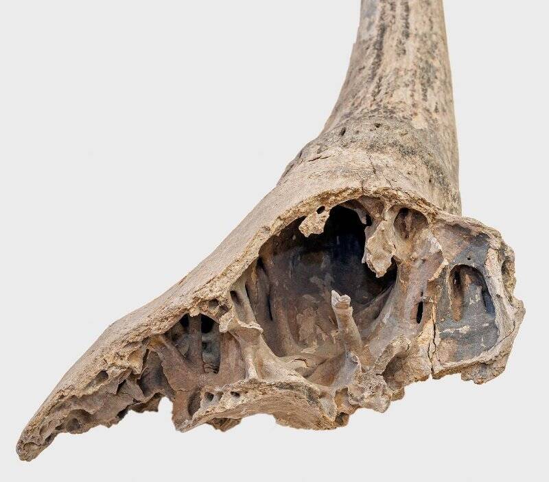 Фрагмент черепа с роговым стержнем быка первобытного.
