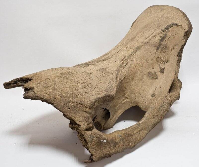 Череп (остатки) носорога шерстистого.