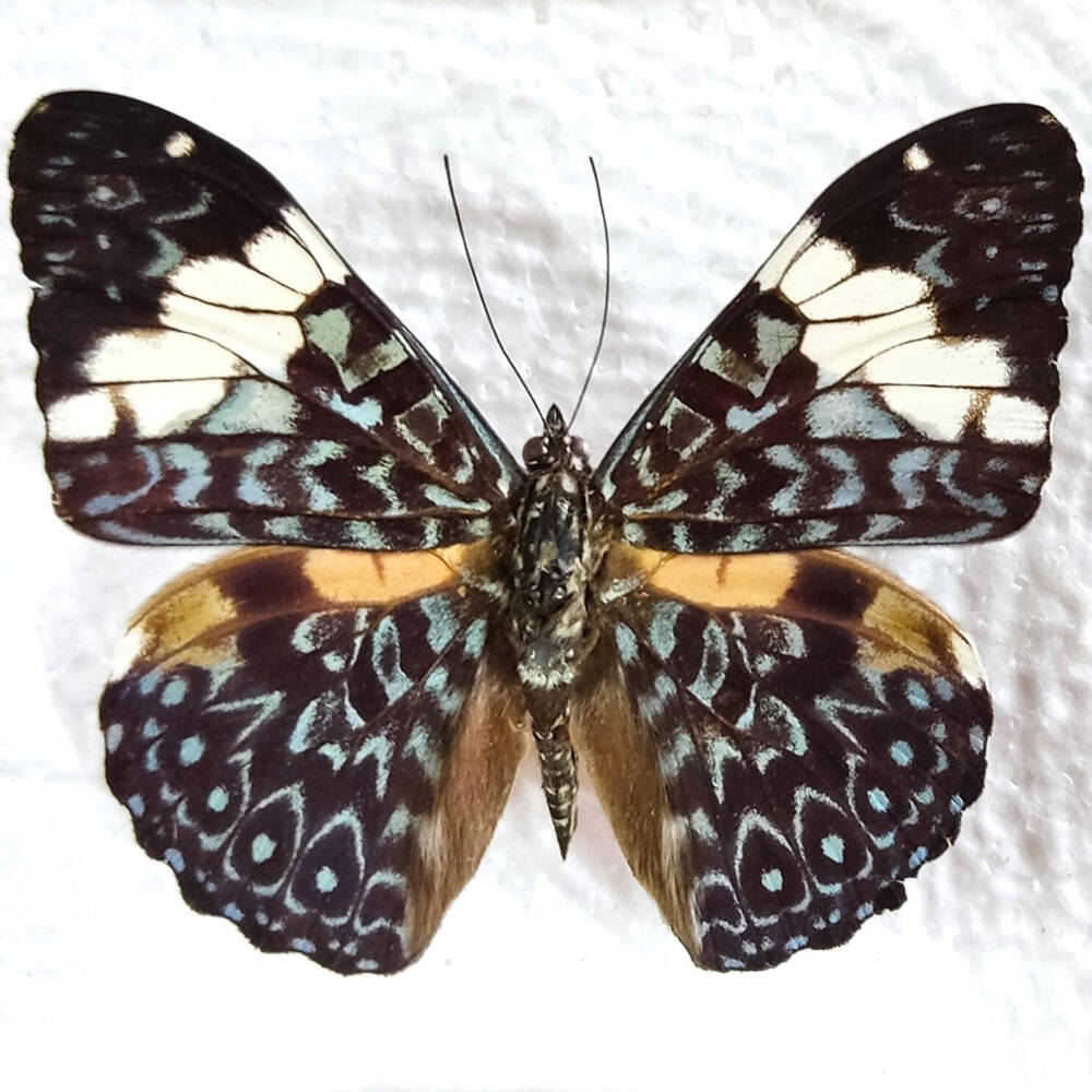 Бабочка-трещотка. Коллекция Членистоногие Дальнего Зарубежья