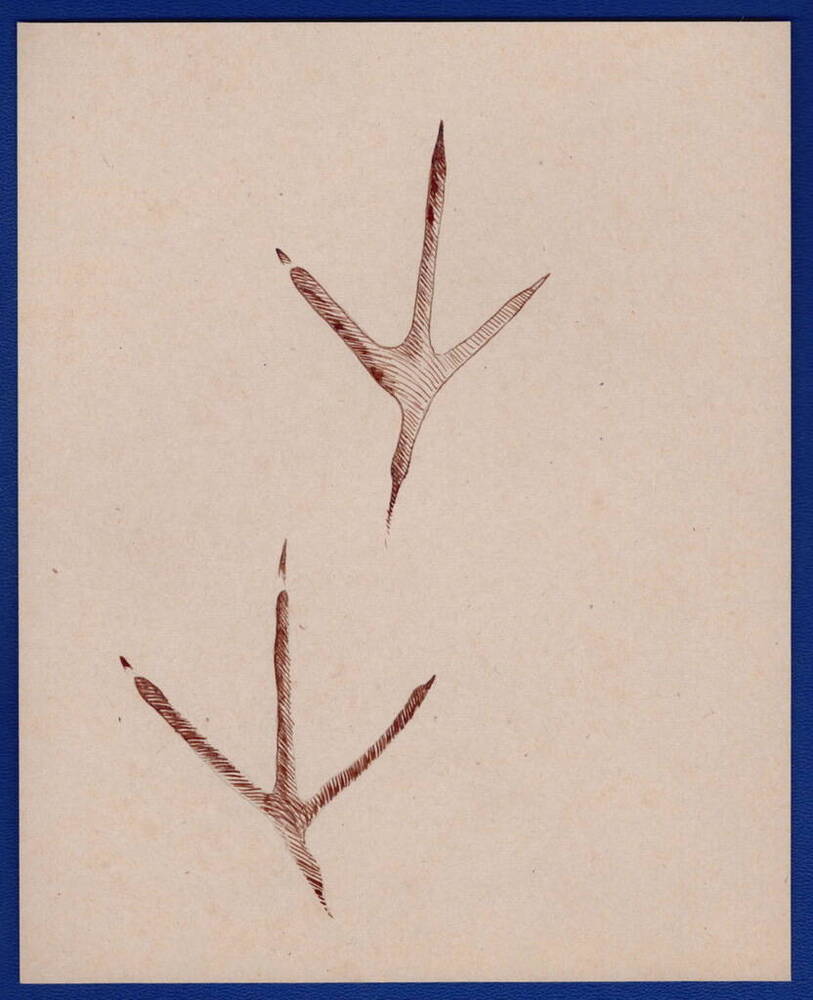Рисунок следов болотной курочки или камышницы, сделан в Тульских засеках.