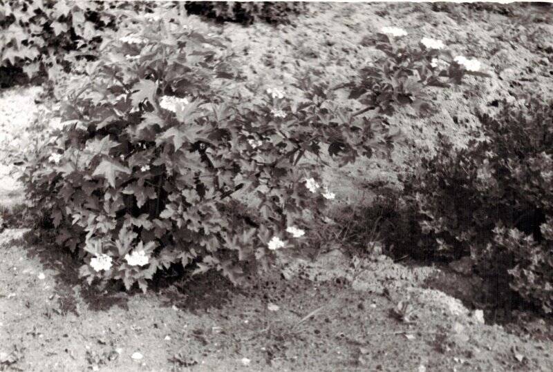 Фотография. Соликамск. Мичуринский сад. Черноплодная рябина. 1966 г.
