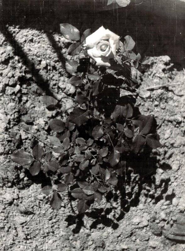 Фотография. Соликамск. Мичуринский сад. Роза на участке Мизёва Н.Ф. 1966 г.