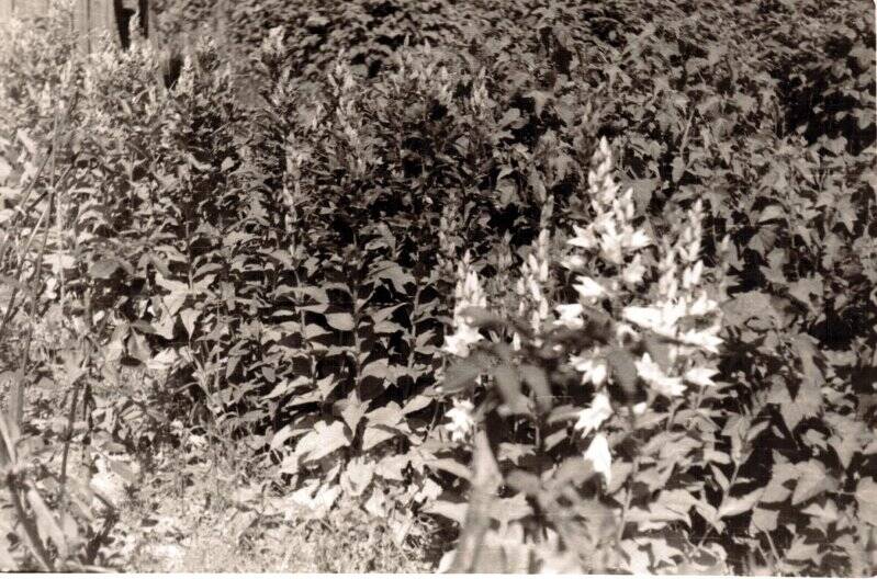 Фотография. Соликамск. Мичуринский сад. Цветочная клумба на участке Мизёва Н.Ф. 1966 г.
