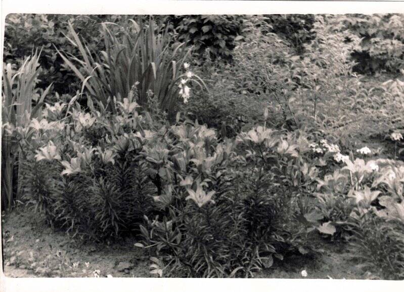 Фотография. Лилейник на садовом участке И.В. Южанинова. 1966 г.