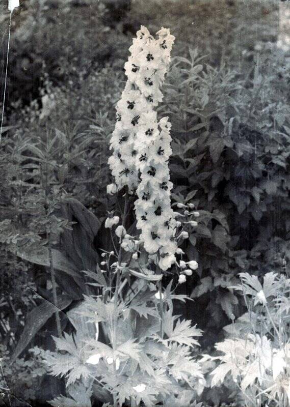 Фотография. Соликамск. Мичуринский сад. Белый дельфиниум в цветнике Н.Ф. Мизёва. 1966 г.