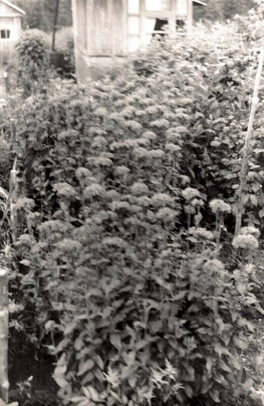 Фотография. Соликамск. Мичуринский сад. Горицвет на клумбе И.В. Южанинова. 1966 г.