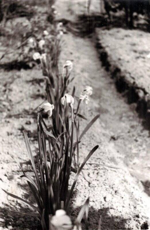 Фотография. Соликамск. Мичуринский сад. Нарциссы на участке Н.В. Надымова. 1966 г.
