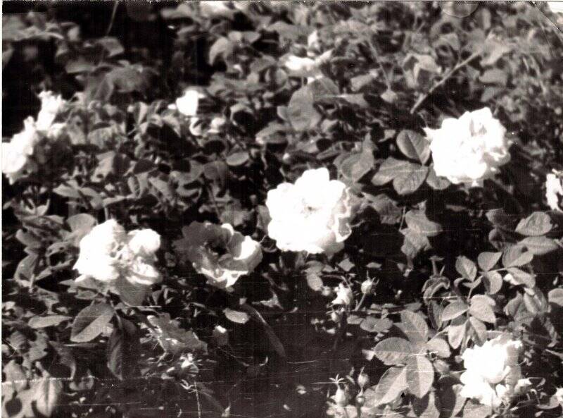 Фотография. Соликамск. Мичуринский сад. Розы «Девичья краса» на участке Мизёва Н.Ф. 1966 г.