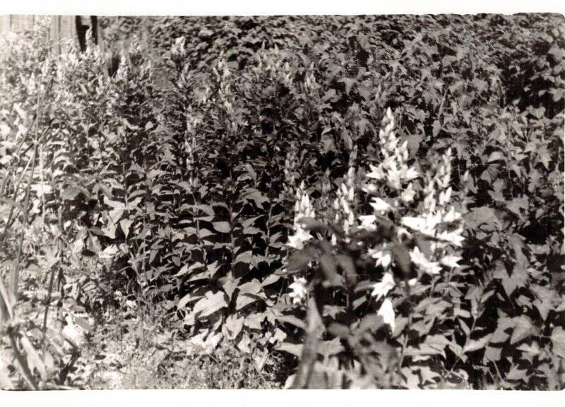 Фотография. Соликамск. Мичуринский сад. Цветочная клумба на участке Мизёва Н.Ф. 1966 г.