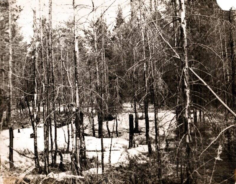 Фотография. Сосняк, поврежденный пожаром, в районе с. Городище Соликамского района весной 1963 г.