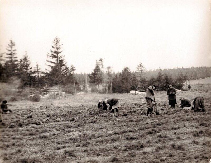 Фотография. Выкопка сеянцев сосны в питомнике Соликамского лесничества весной 1963 г.