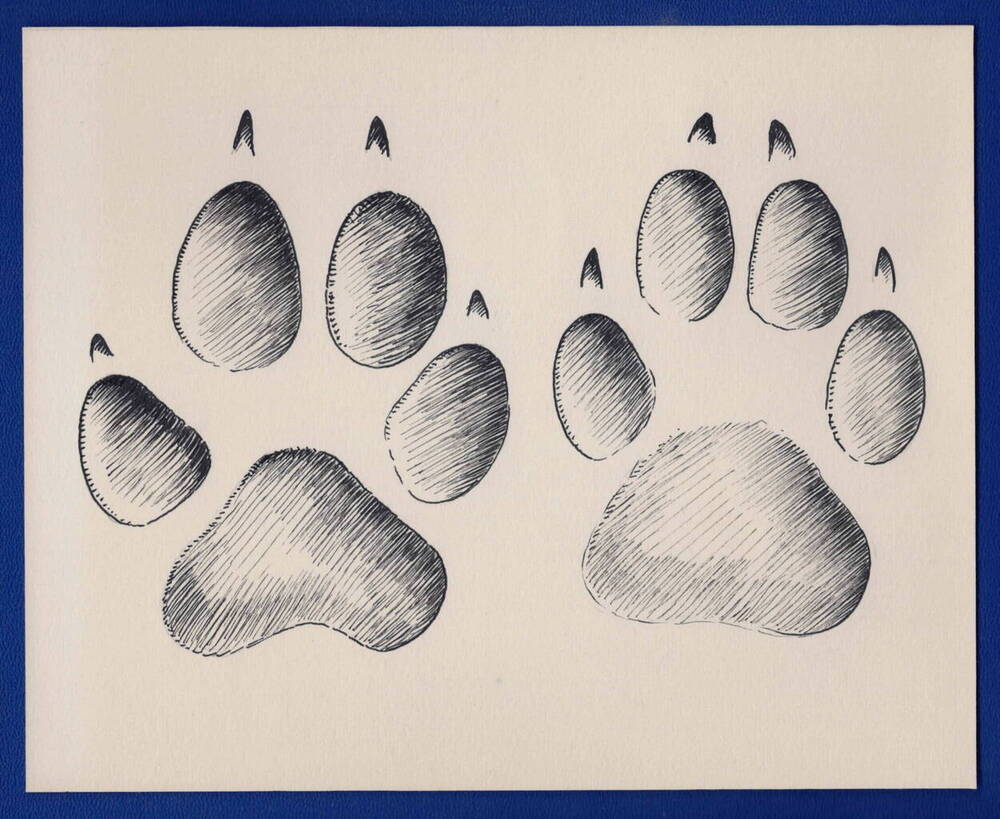 Рисунок следов волка в натуральную величину, сделан в Тульских засеках