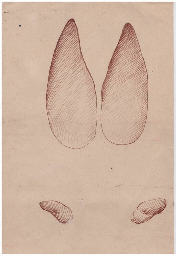 Рисунок следа правой передней ноги самки лося в натуральную величину, сделан в Тульских засеках