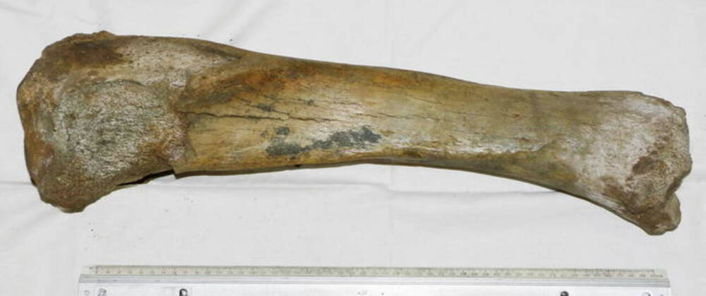 Большая берцовая кость мамонта Mammuthus primigenius.