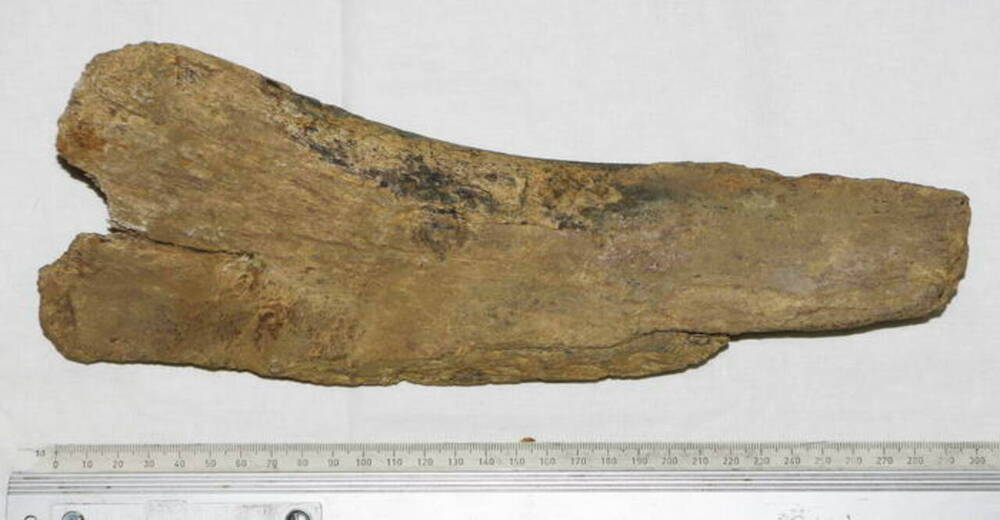 Фрагмент кости крупного млекопитающего.