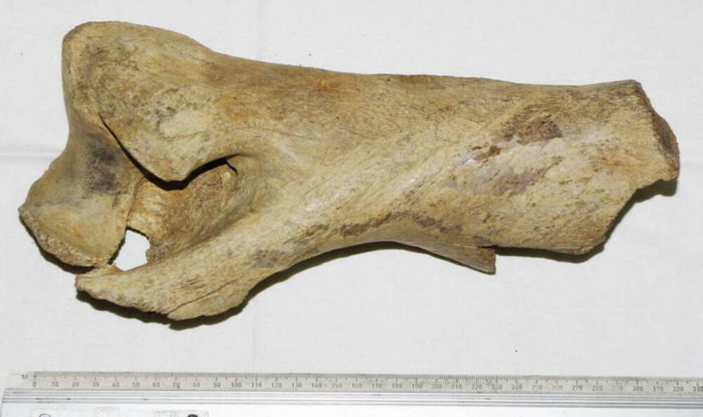 Фрагмент плечевой кости шерстистого носорога Coelodonta antiquitatis.
